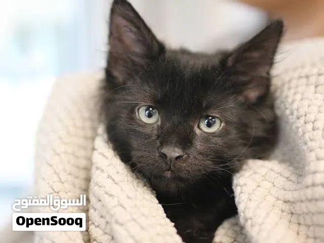مطلوب قط اسود محلي للتبني