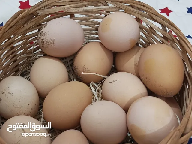 بيض دجاج هاراتي شاومي اسود سعر البيضه 2,500
