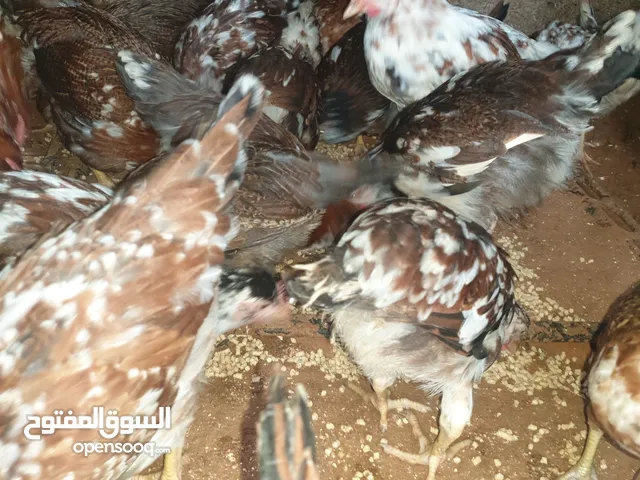 دجاج زهري صافي