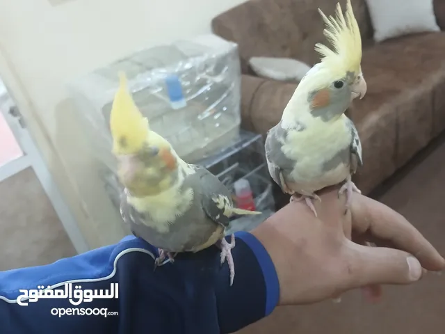 عصفور كوكتيل