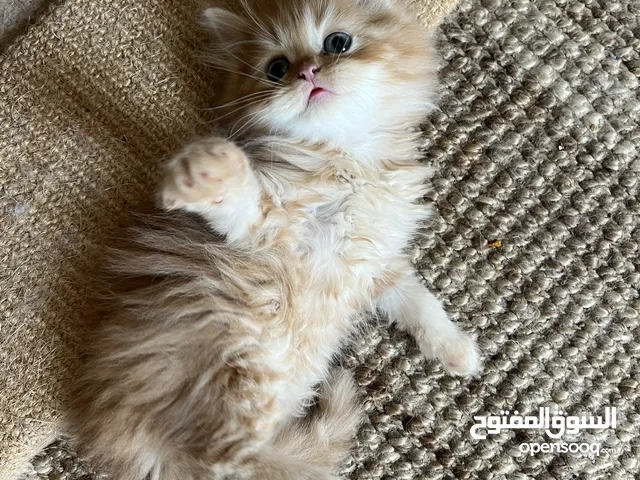 Pure Persian kitties males and females 45 days  قطط صغيره  النوع:فارسي بيور ذكور واناث عمرهم 45 يوم