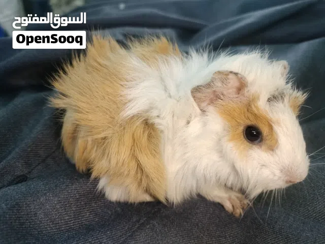 هامستر غنيا سوبر لوكس في حلوان كلمني واتس