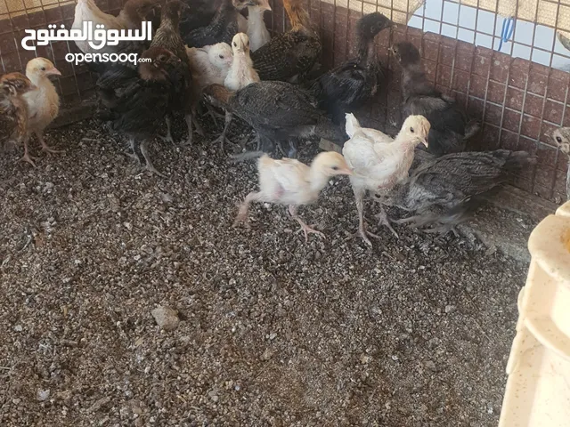 صيصان دجاج عماني