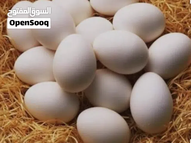 متوفر بيض وز كوبرا