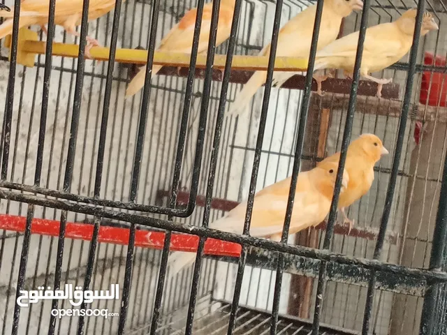 مخاليف كنار عمر خمس شهور للبيع