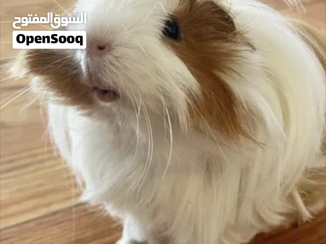 مطلوب غيني بق (الوبر) نثيه