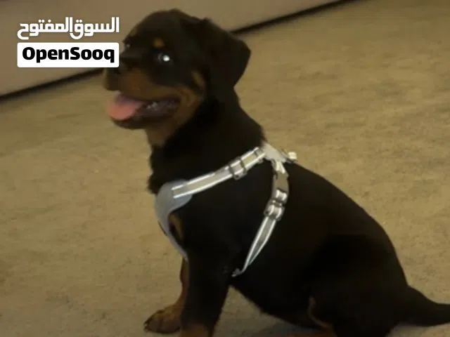 للبيع نثية روت