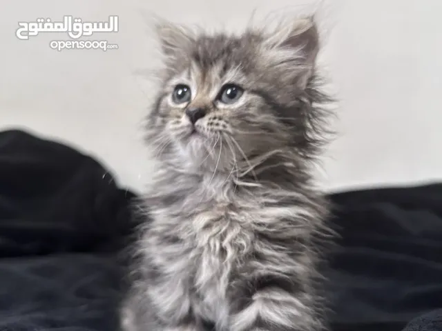 قطة انثى عمر شهرين للبيع