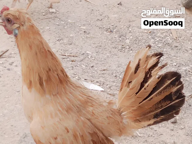 دجاج لبيع الي يريدهن يدخل خاص