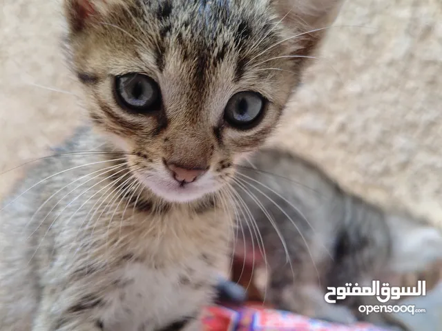 2 قطط للتبني مجانا