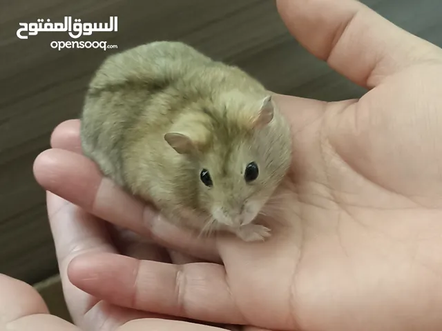 hamster for adoption