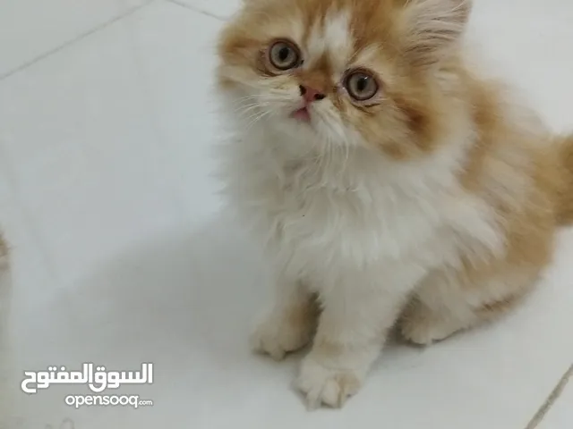 قطط شهرين بصحة ممتازة ب75 واحد