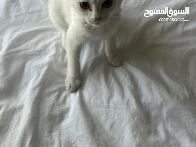 قط سكوتش للتبني ‏ Scotch cat For adoption