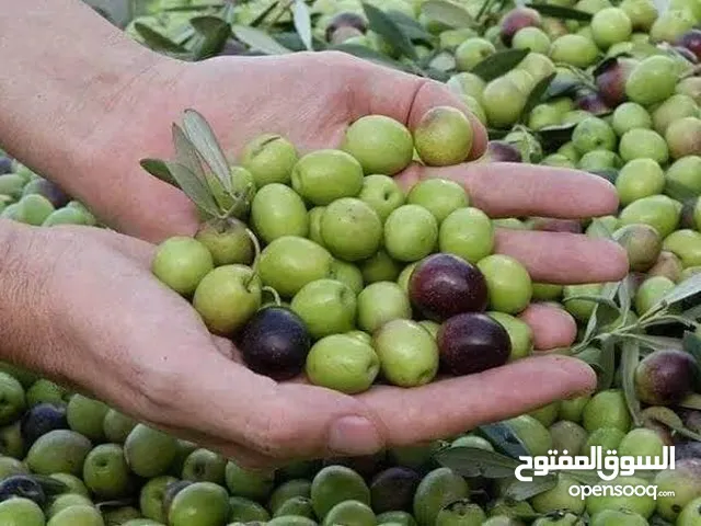 زيت زيتون بكر معصور علي البارد سيناوي حاجه فوق الممتاز جوده عاليه مع جميع الضمانات علي المنتج