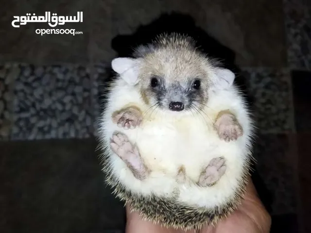 قنافذ للبيع ذكر وانثى