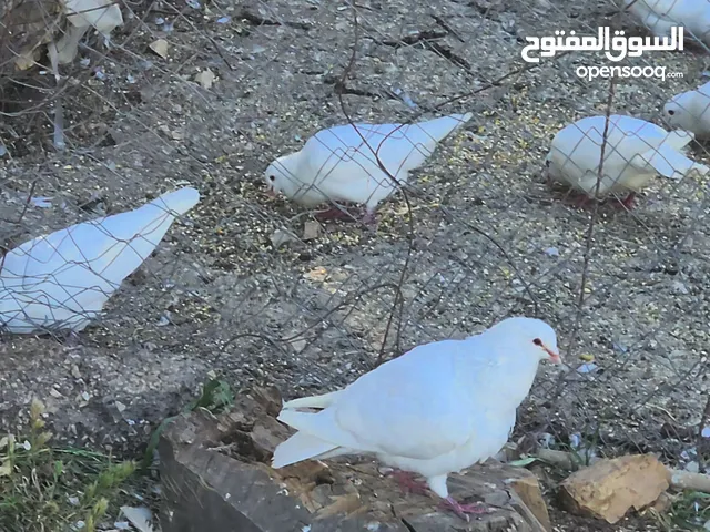 حمام فرنسي
