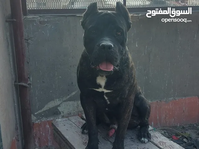 كلب كين كورسوا سنه و نص للبيع متدرب طاعه و واخد كل تطعيماته و مستوي ماشاء الله زي ما واضح في الصوره