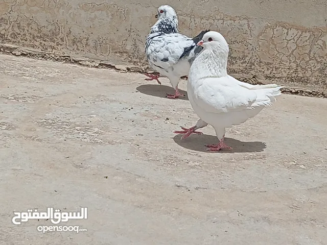 جوز حمام كنق شغال ميه ميه