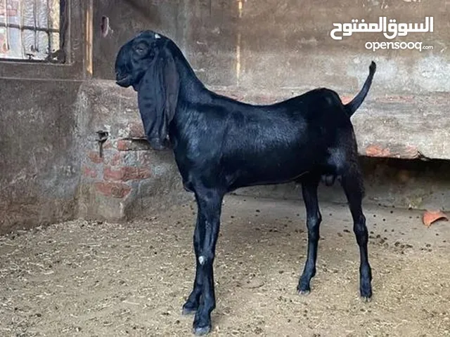 يوجد لدينا اغنام وماعز وضان من الفصائل النادره