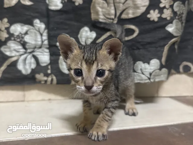 قط الاسم جوي متعلم كل شي