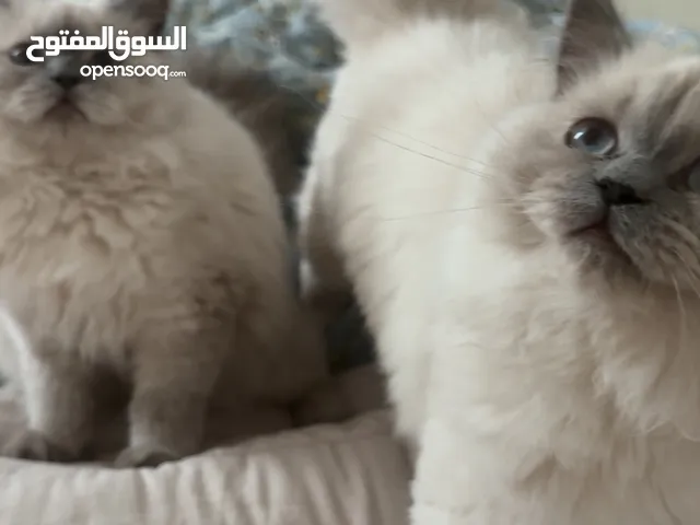 Himalayan British Kittens   – 5.5 Months Healthy & Friendly