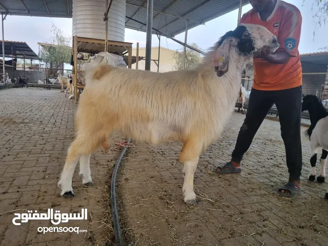 تيس محلي للاضحيه السعر غير قابل للتفاوض