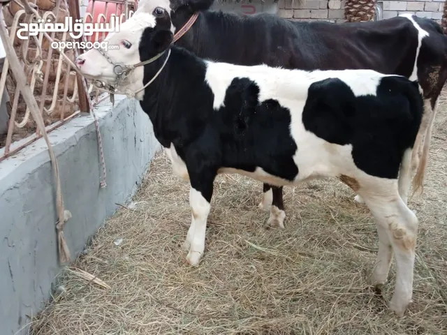 حيوانه أم ثالث بطن وبيهه حليب خير من الله وراهه بجر سمنتال درجه اولى وراكب بيهه ديس يقصر اقرا الاعلا