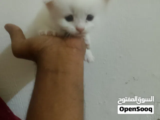 persian cat for sale