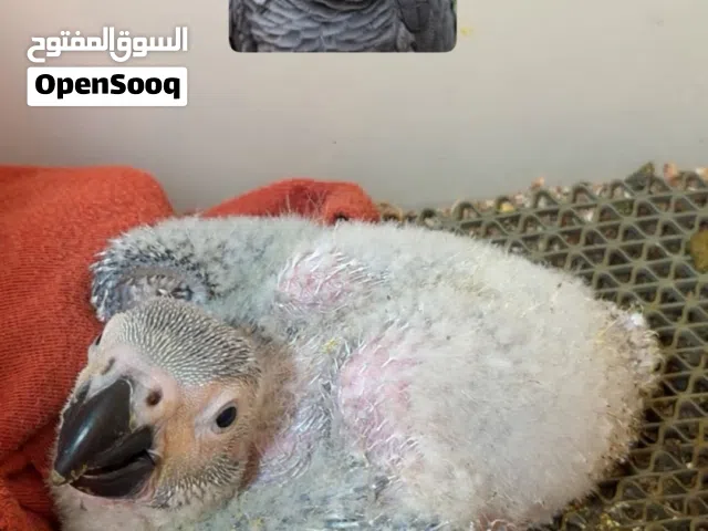 صغار الكاسكو انتاج البيت casco baby