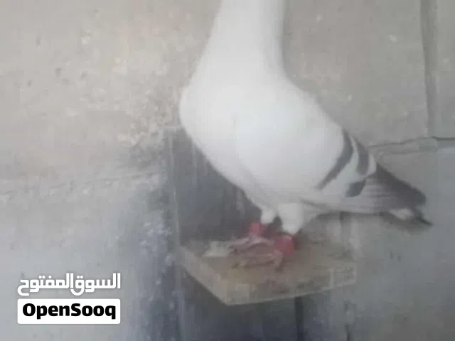 سلام عليكم حمام للبيع في جبل المريخ الحمام الصلاه عالنبي تعال كش في ايدك الحمام بيع كوم 30تعال وشوف