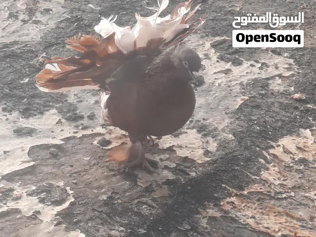 فحل عروس و فحل فراشه