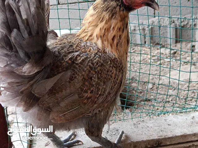 زوج كوشن فروجات. حلوات.....................................................