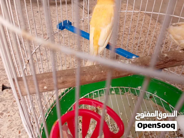 ثنين كناريات للبيع بسعر رخيص اذا شراي طب واتساب وتدلل ..............................................