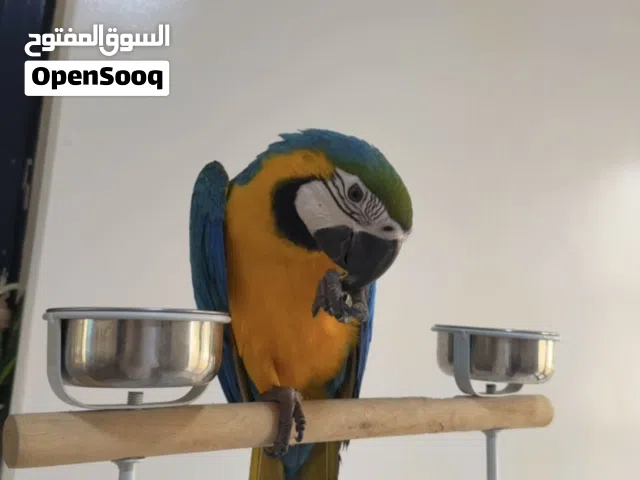 بغباء قولدن بلو مكاو. عمر سنه قابل للتفاوض