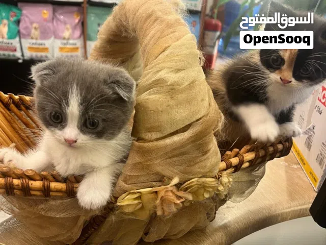 كيتن اسكواتش