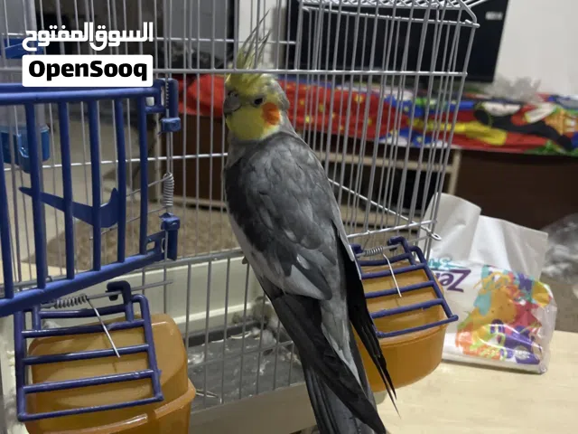 كوكتيل متدرب