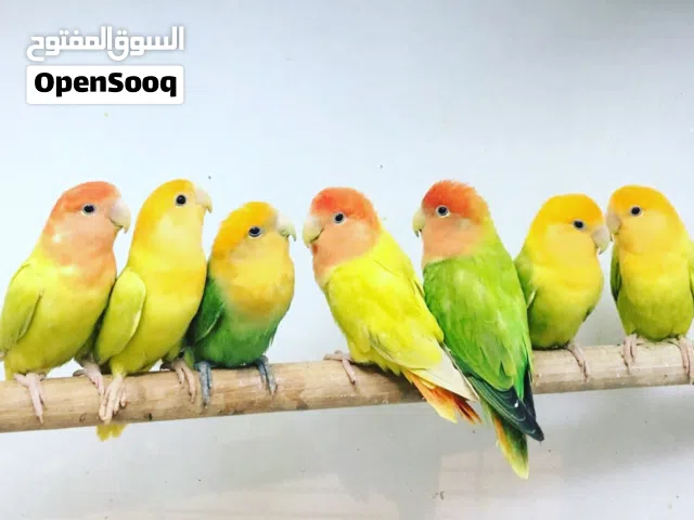 طيور الروز