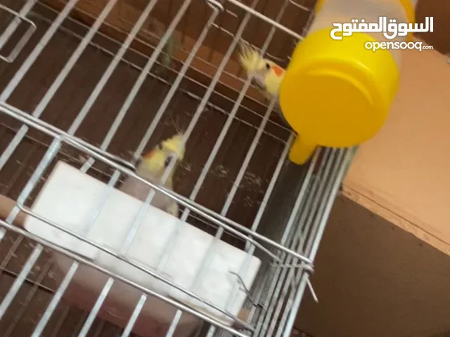 جواز كوكتيل اقراء التفاصيل قابلات للبدل ع كنار