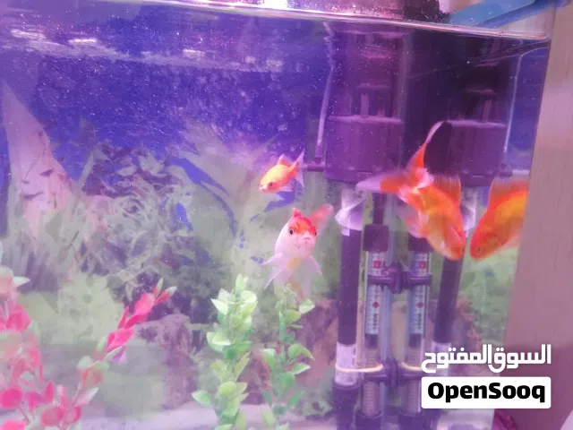 اسماك مراوس او بيع