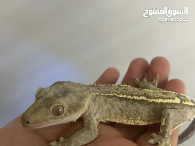 Crested gecko with all accessories