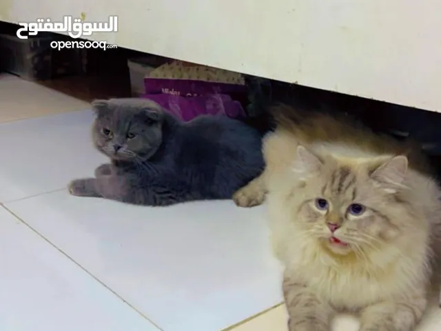 cat for sales