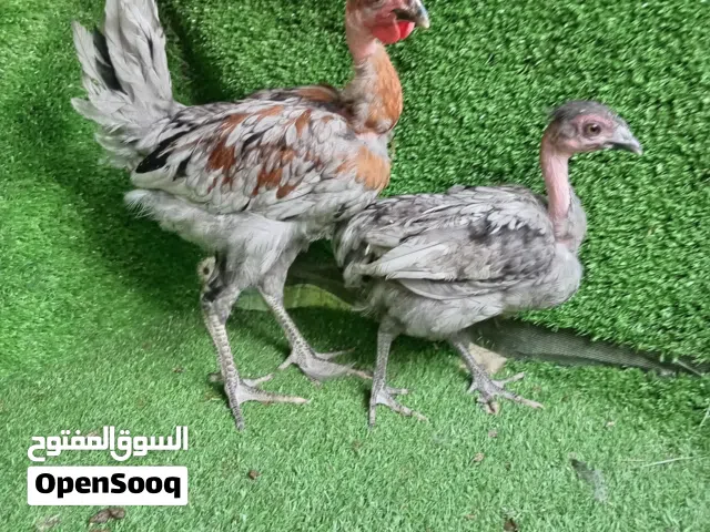 السلام عليكم متاح ديج وداجه رصاصي ملقحات زيتي رباعي العمر اربع تشهر لو زيد لو اقل