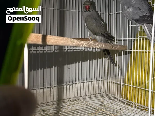 طيور و بيبي متو