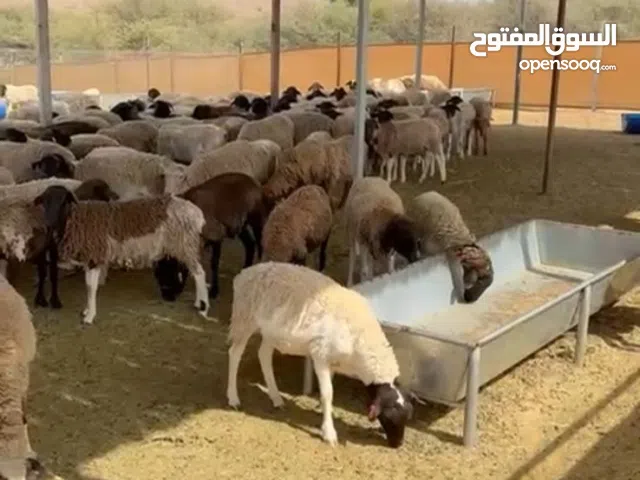 حلال دوبر للبيع