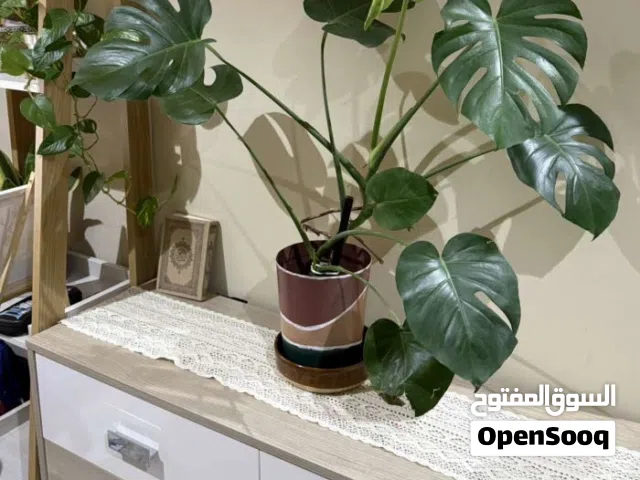 زرع - مونستيرا (Monstera)
