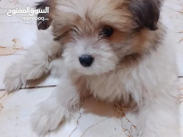 كلب زينه ملقح لبيع