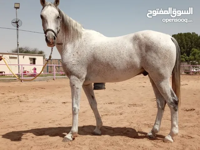 مجموعة خيول للبيع (دبي)