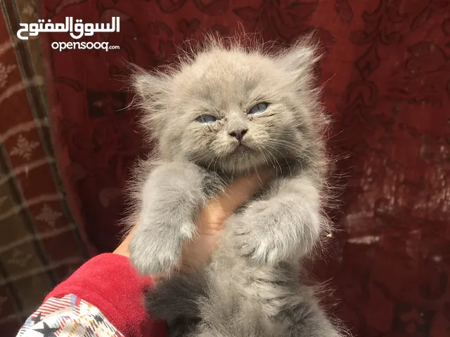 قطط بريطاني للبيع