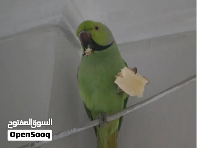 للبيع دره هندي ذكر اليف اقراء الوصف