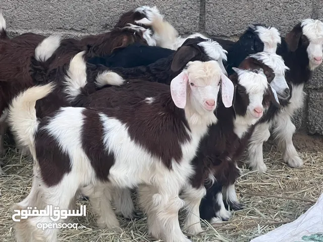 جدايا رحبيات جباليات سمان حلال طيب للتربيه وللذبح جاهزات مصدرهن من قطيع واحد كلهن